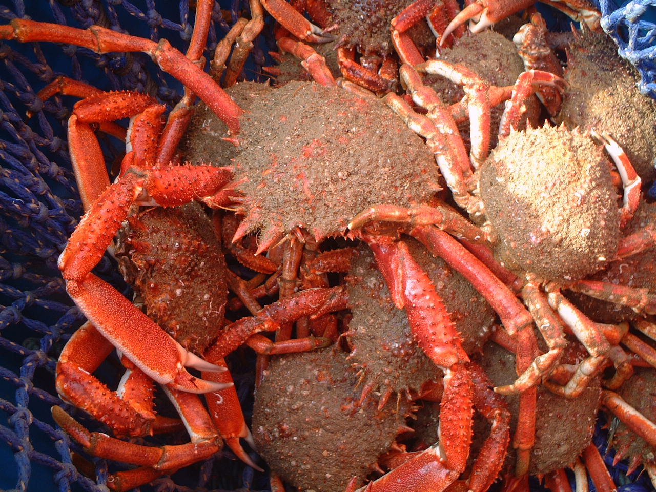 Gallery Britannia The Beach